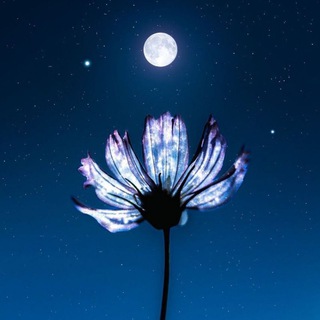 Telegram group profile photo for نیلوفر آبی