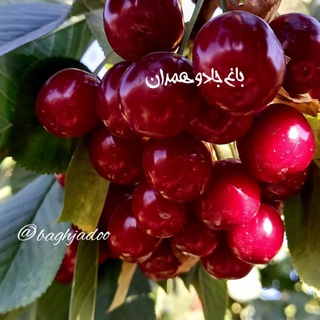 Telegram profile photo for باغ جادو