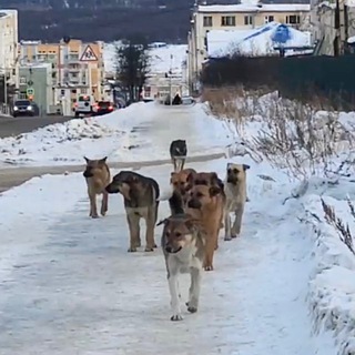 Telegram profile photo for STOPDOG49