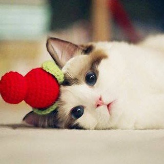 Telegram profile photo for 猫友会(Kitty Club)
