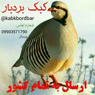 Telegram profile photo for "کبک بردبار"