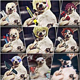 Telegram profile photo for ПСИНА