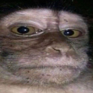 Telegram profile photo for Шимпанзе