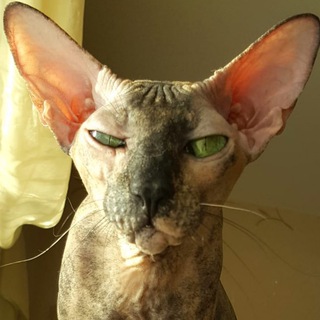 Telegram profile photo for Ёшкин кот и кошка