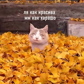 Telegram profile photo for Meme by Ket