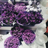 Telegram profile photo for 💜✨عشاق البنفسج✨💜