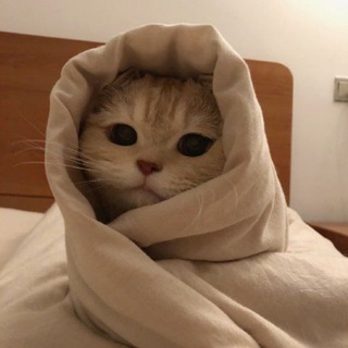 Telegram profile photo for PHOTOS CATS CUTE 😺