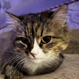 Telegram profile photo for Милота пушистая