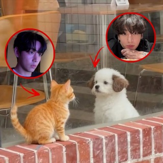 Telegram profile photo for kitten tae and puppy jk