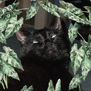 Telegram profile photo for Зелёный притон
