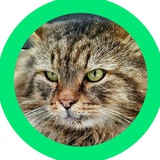 Telegram profile photo for Котики 365