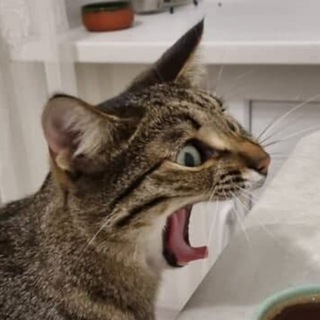 Telegram profile photo for КОТОФАН
