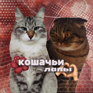 Telegram profile photo for Кошачьи лапы🐾