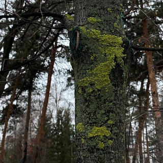 Telegram profile photo for Уютный мох
