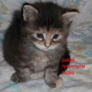 Telegram profile photo for спинекс вскройся нахуц пж