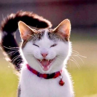 Telegram profile photo for Котопес TV