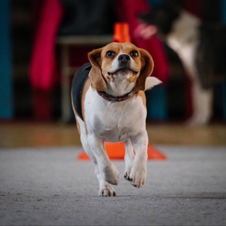 Telegram profile photo for псинка пиннка