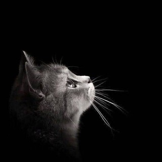 Telegram profile photo for بَوحُ الرُوح