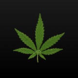Telegram profile photo for Vivitiki