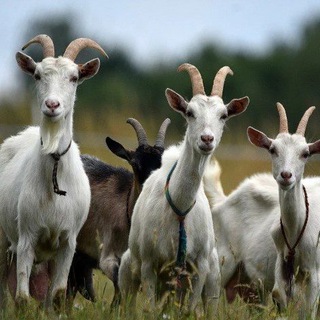 Telegram profile photo for Про Дивеево глазами Юли 🐐