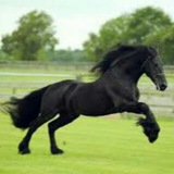 Telegram profile photo for Los Purasangres