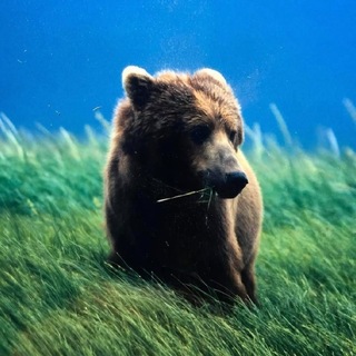 Telegram profile photo for π°πππ΄π³πΈππ