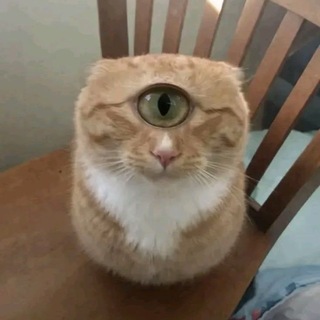 Telegram profile photo for Переходник 🤬