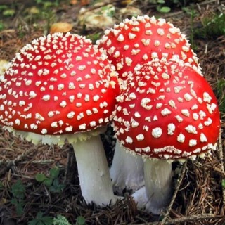 Telegram group profile photo for 🌿 Мир грибов