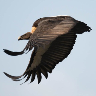 Telegram profile photo for Dünyadan Kareler