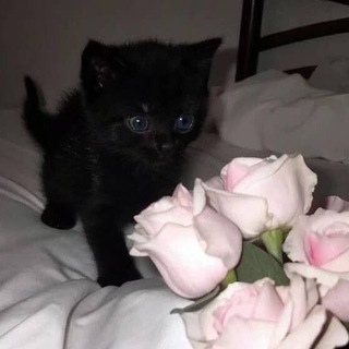 Telegram profile photo for Подвал Золотарева