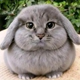 Telegram profile photo for 𝗔𝗸𝘂𝘀𝗵𝗲𝗸𝗼 | 𝗛𝘃𝗵