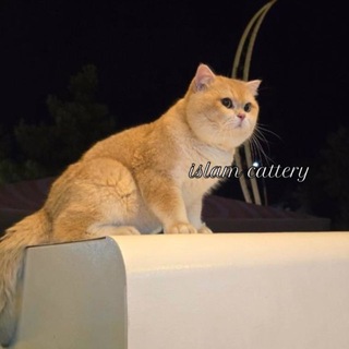 Telegram profile photo for andijon mushuk bozor