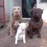 Telegram profile photo for catwifpitbull