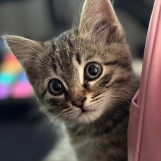 Telegram profile photo for Сладкий Балдёж