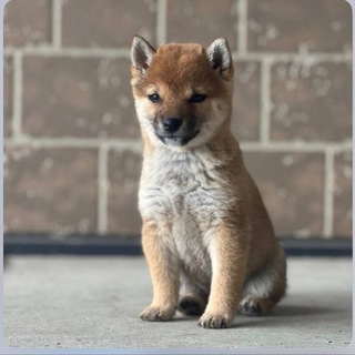Telegram group profile photo for San Chan & Kantaro | Community