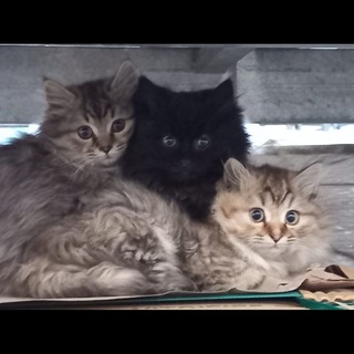 Telegram profile photo for Кошки Краснодар ЧМР, ТЭЦ, КСК
