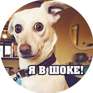 Telegram profile photo for я В шоке!