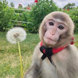 Telegram profile photo for info | щп