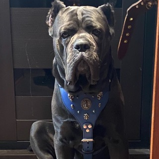 Telegram profile photo for Кане корсо Гром