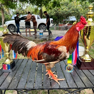 Telegram profile photo for (រ៉ាវុទ្ធ 99)🏆