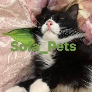 Telegram profile photo for 🍁Sofa_Pets☔️