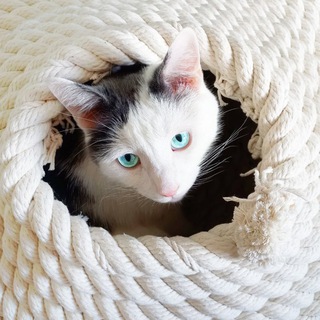 Telegram profile photo for Котомостики Catbridges