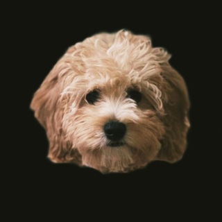 Telegram group profile photo for SMM