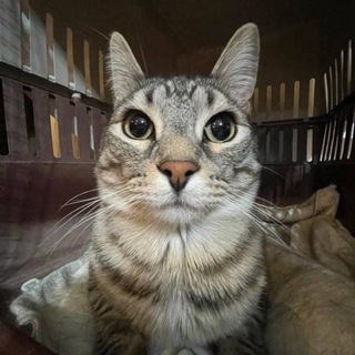 Telegram profile photo for ZAZU PORTAL