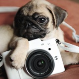 Telegram profile photo for Фото и мопсы деда Евдокима