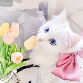 Telegram profile photo for ⃘◌ ݪِہ زخارف مَاࢪِيـَہ ٫ 𑄇