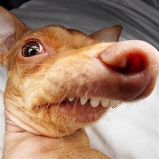 Telegram profile photo for DeFinder : NFT / P2E / Крипта