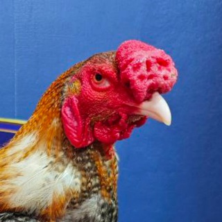 Telegram group profile photo for បក្សីឆ្លងដែន🦅