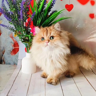 Telegram profile photo for 🐱Питомник кошек Королевская мантия