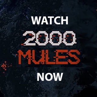 Telegram profile photo for Watch2000MulesNow